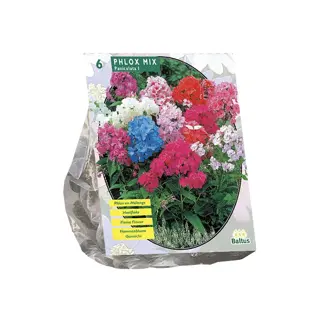 Baltus Phlox Mix - 6 st.