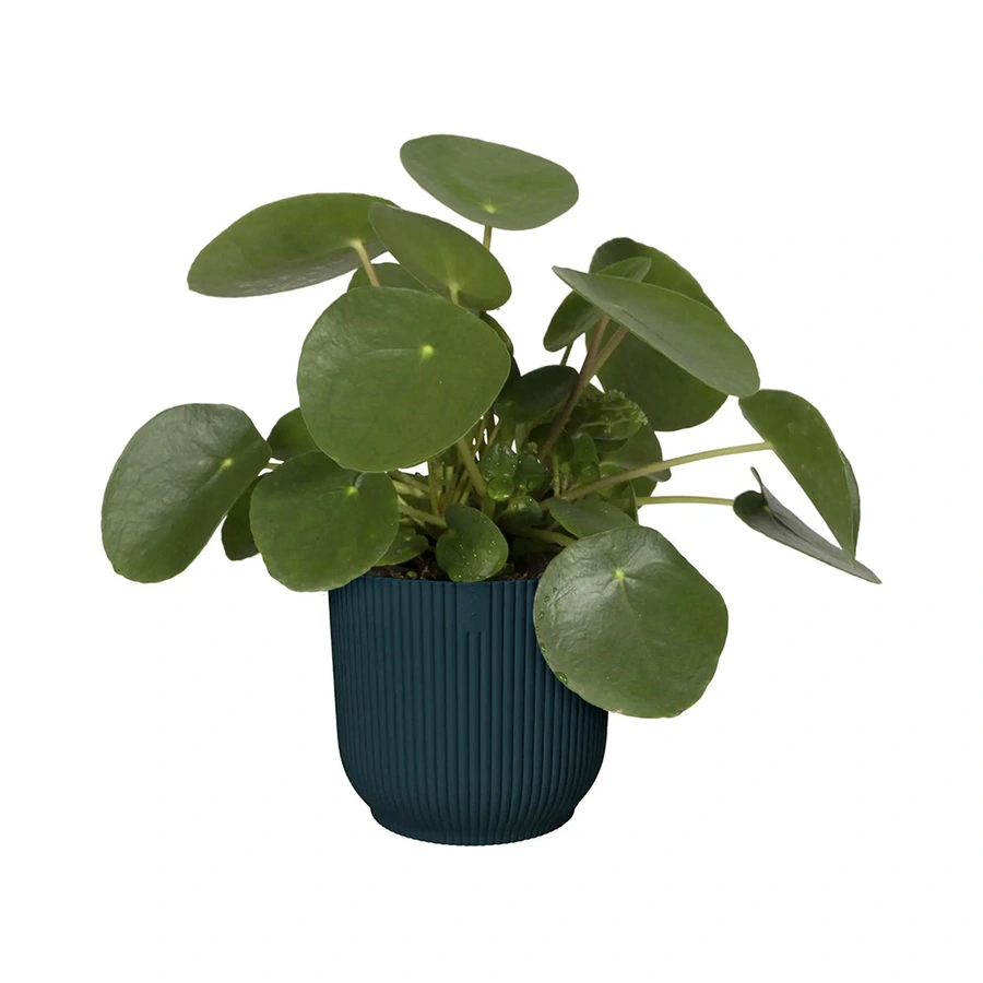 Elho Pot Vibes Fold  Ø14 cm - Blauw - afbeelding 2