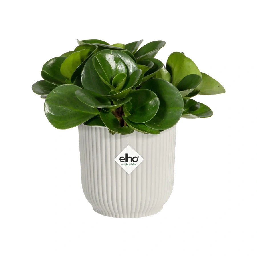 Elho Pot Vibes Fold  Ø7 cm - Wit - afbeelding 2