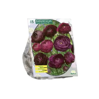 Baltus Ranonkel Purple Sensation - 15 st.