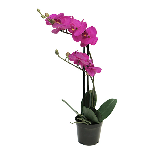 RT Phalaenopsis Bora x2 in pot 50 cm fuchsia