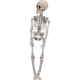 Halloween Skelet - 42 cm
