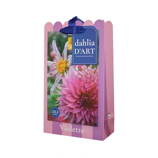 JUB Holland Tas D'Art Dahlia Violette - 4 st. | De Boet