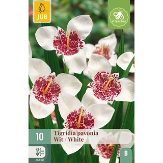 JUB Holland Tigridia Pavonia Wit - 10 st. | De Boet
