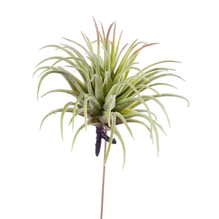 Kunsttak Tillandsia Rubra Green - 12 cm