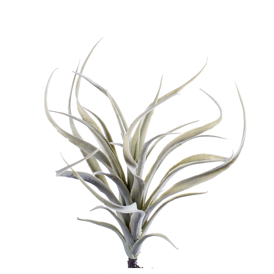 Kunst Tillandsia stricta 24cm grey