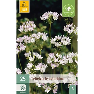 JUB Holland Triteleia Hyacinthina - 25 st. | De Boet