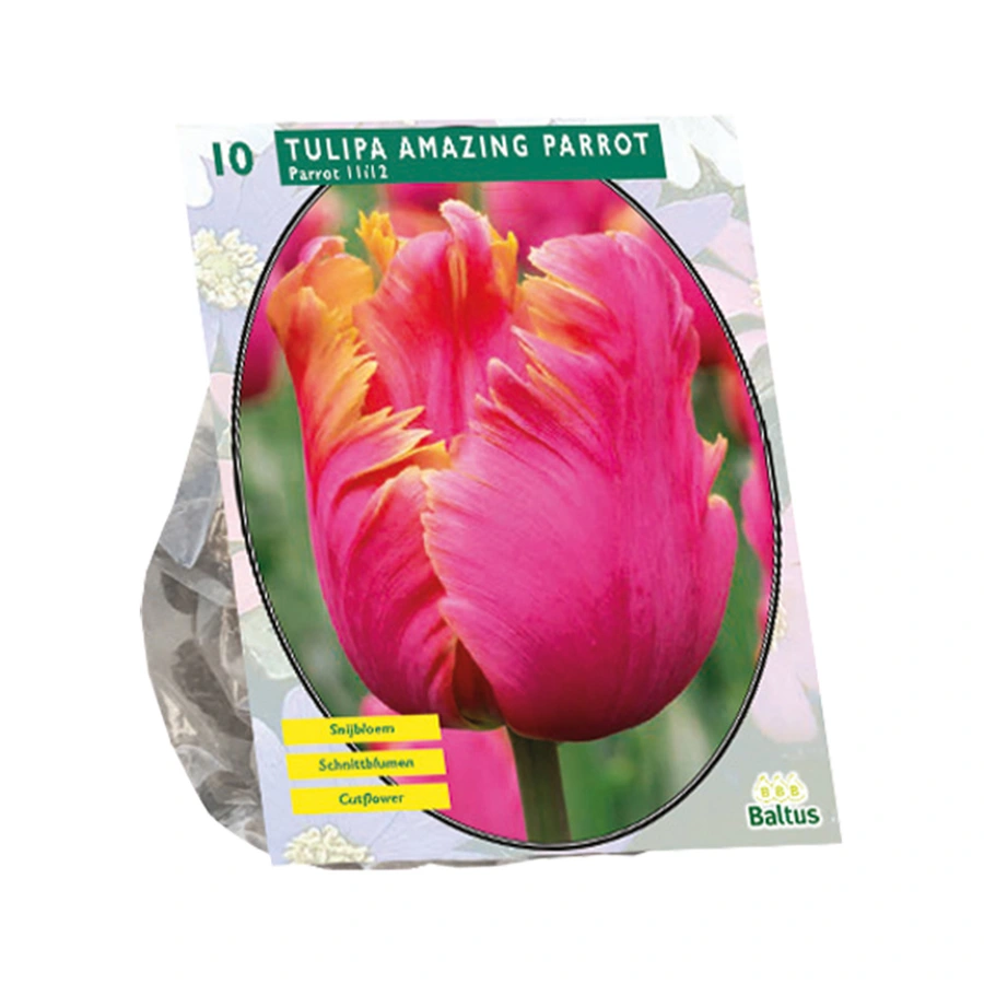 Baltus Tulipa Amazing Parrot - 10 st.