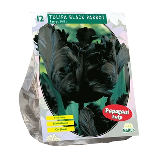 Baltus Tulipa Black Parrot - 12 st.