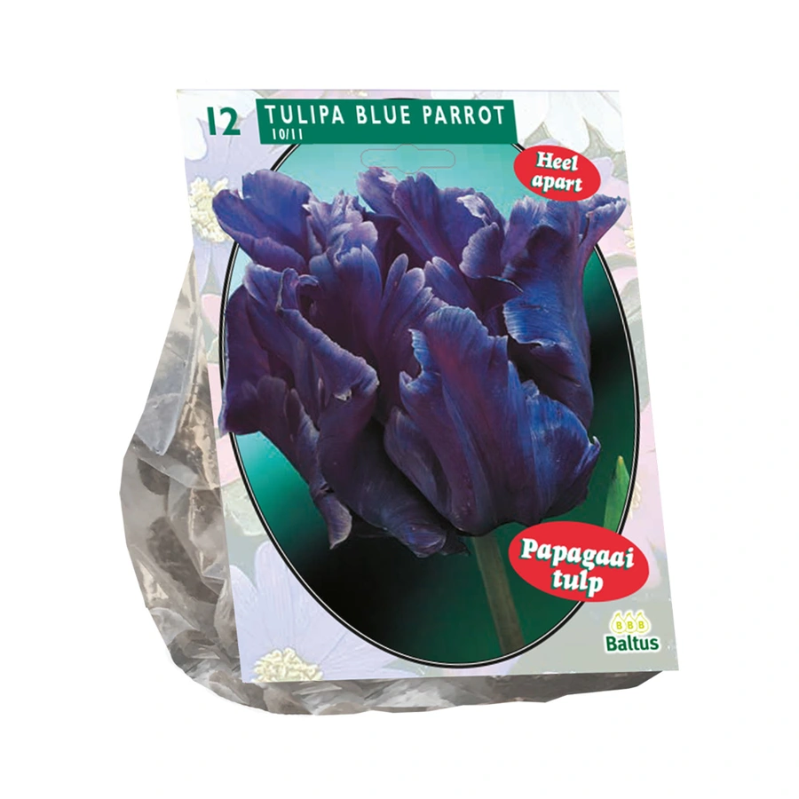 Baltus Tulipa Blue Parrot - 12 st.