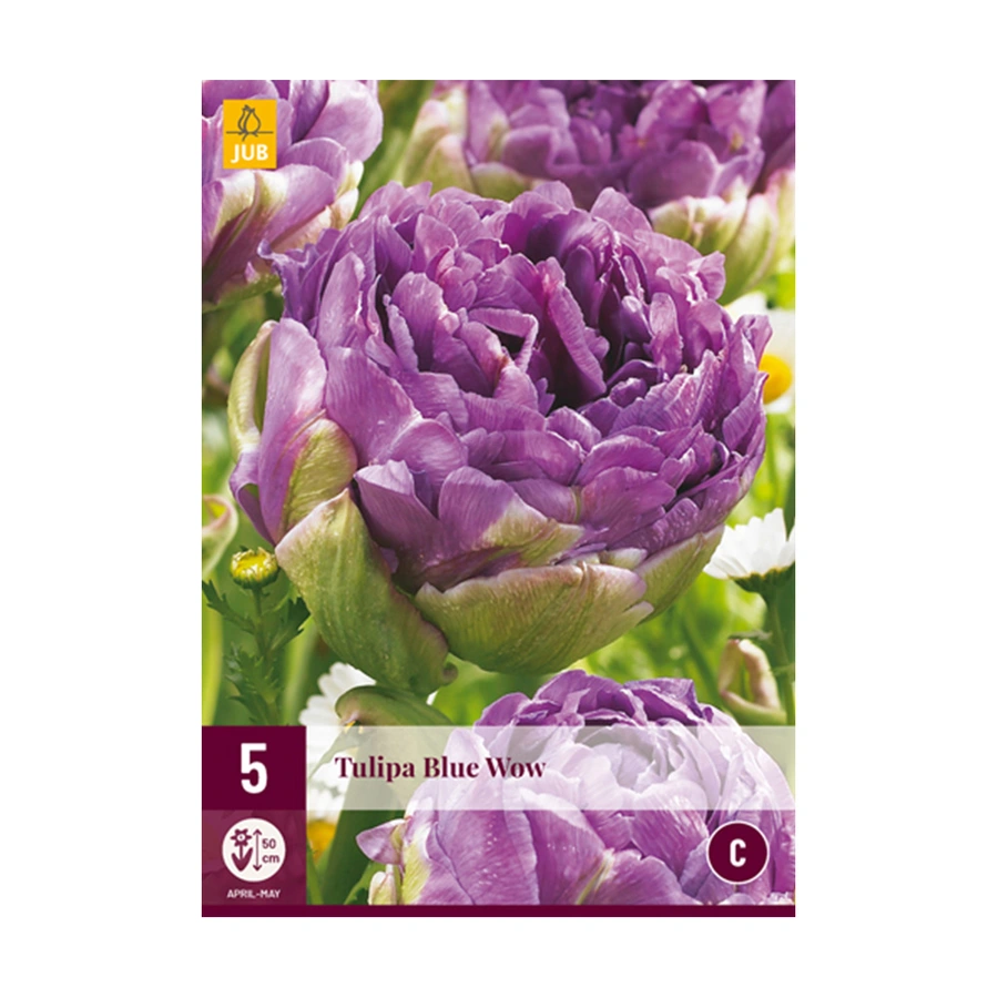 Tulipa Blue Wow - 5 st.