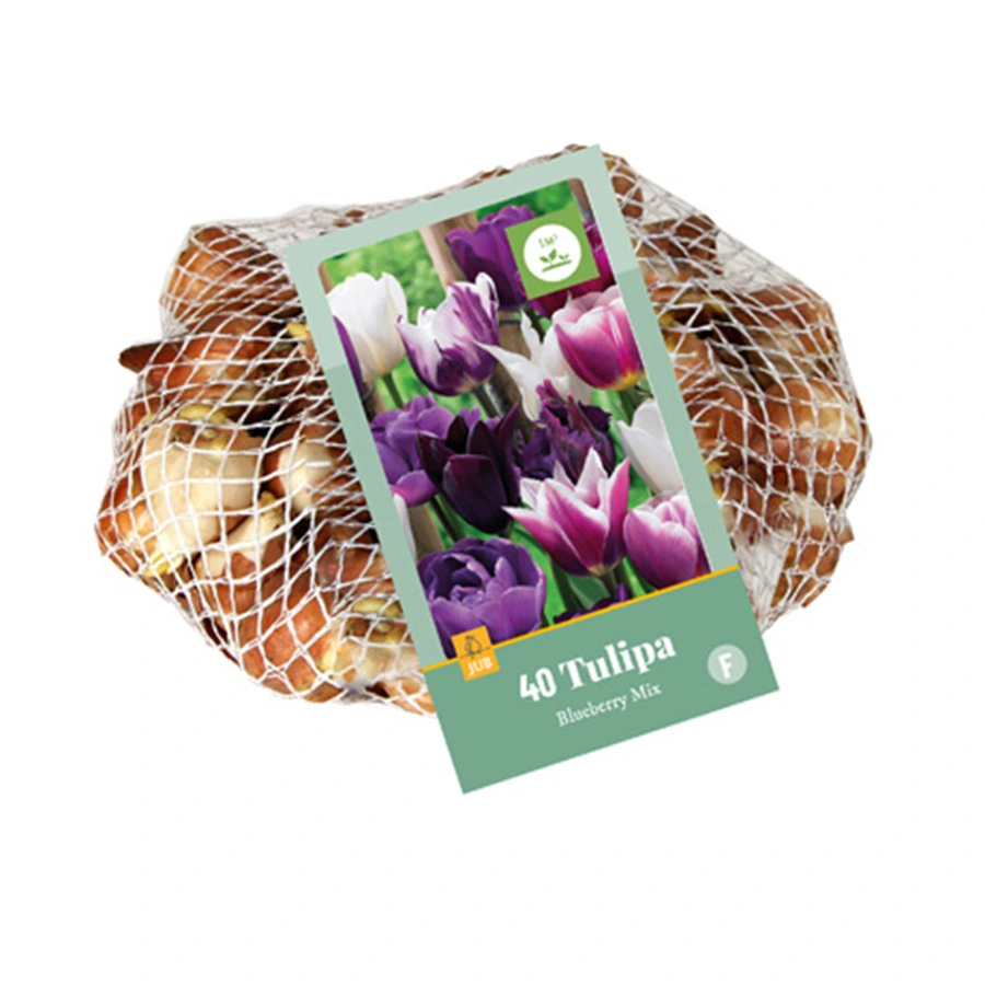 Tulipa Blueberry Mix - 40 st.