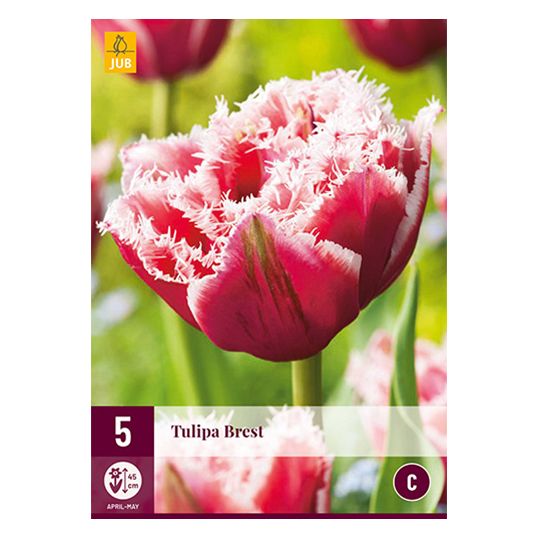 Tulipa Brest - 5 st.