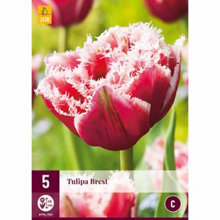 Tulipa Brest - 5 st.