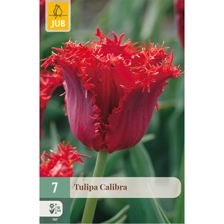 Tulipa Calibra 7 st. | de Boet
