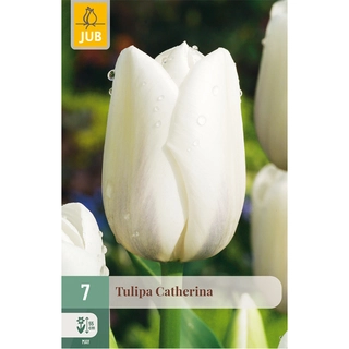 Tulipa Catherina 7 st. | de Boet