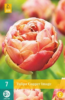 JUB Holland Tulipa Copper Image - 7 st.