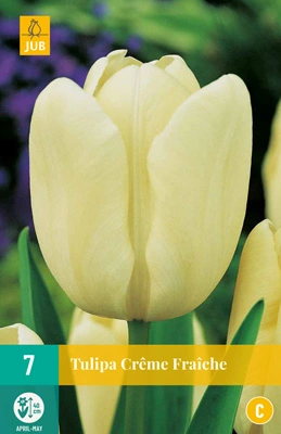 JUB Holland Tulipa Creme Fraiche - 7 st.