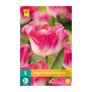 Tulipa Crown Of Dynasty - 5 st.