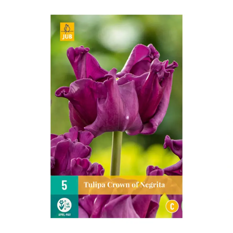 Tulipa Crown Of Negrita - 5 st.