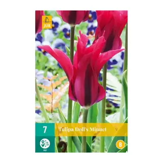 Tulipa Doll's Minuet - 7 st.