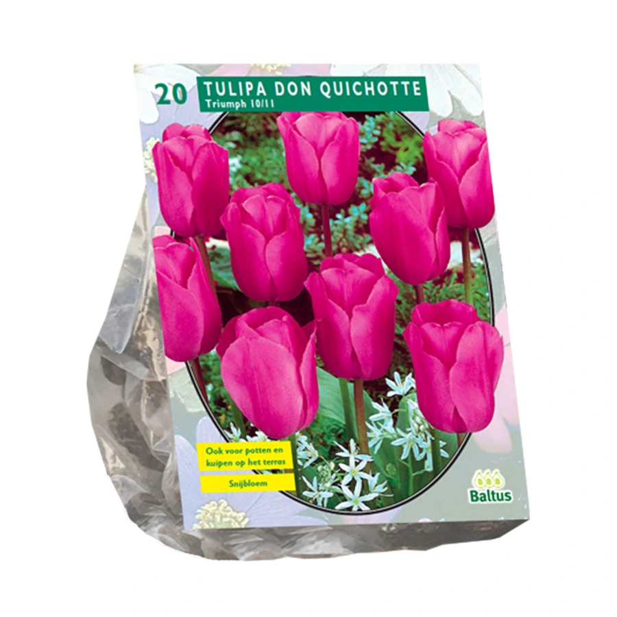 Baltus Tulipa Don Quichotte Triump - 20 st.