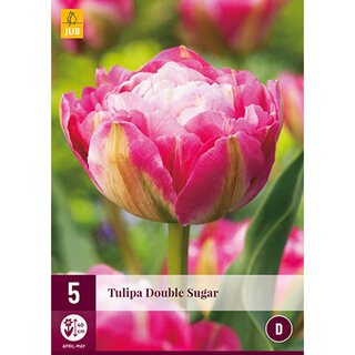 Tulipa Double Sugar - 5 st.