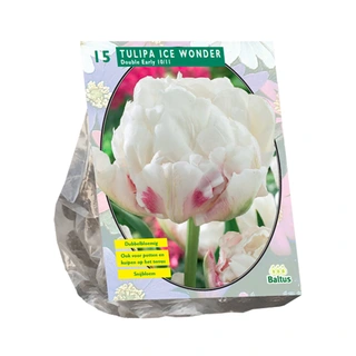 Baltus Tulipa Dubbel Vroeg Ice Wonder - 15 st.