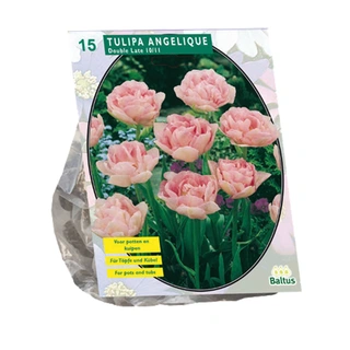 Baltus Tulipa Dubbel Laat Angelique - 15 st.