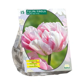 Baltus Tulipa Dubbel Laat Finola - 15 st.