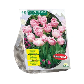 Baltus Tulipa Dubbel Laat Upstar - 15 st.