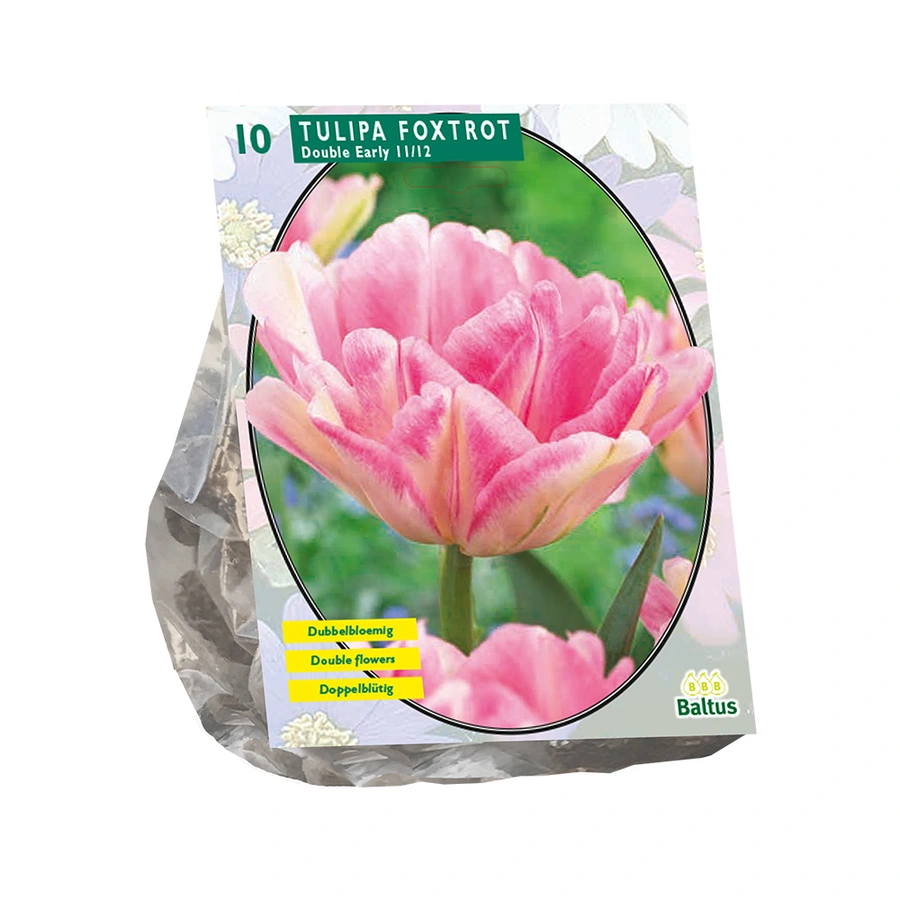 Baltus Tulipa Dubbel Vroeg Foxtrot - 10 st.