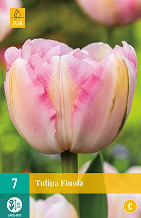 JUB Holland Tulipa Finola - 7 st.