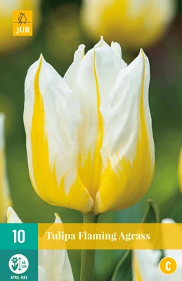 JUB Holland Tulipa Flaming Agrass - 10 st.