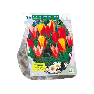 Baltus Tulipa Greigii Botanic  Mix - 15 st.