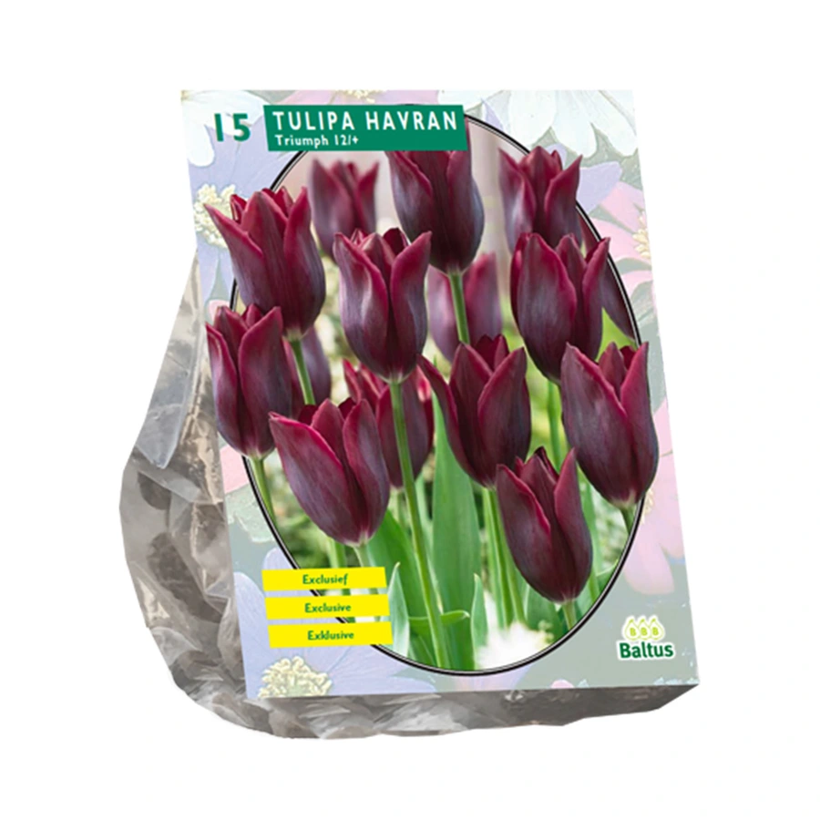 Baltus Tulipa Havran Leliebloemig - 15 st.