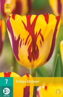 JUB Holland Tulipa Helmar - 7 st.