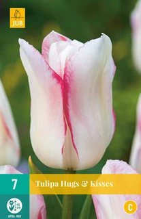 JUB Holland Tulipa Hugs & kisses - 7 st.