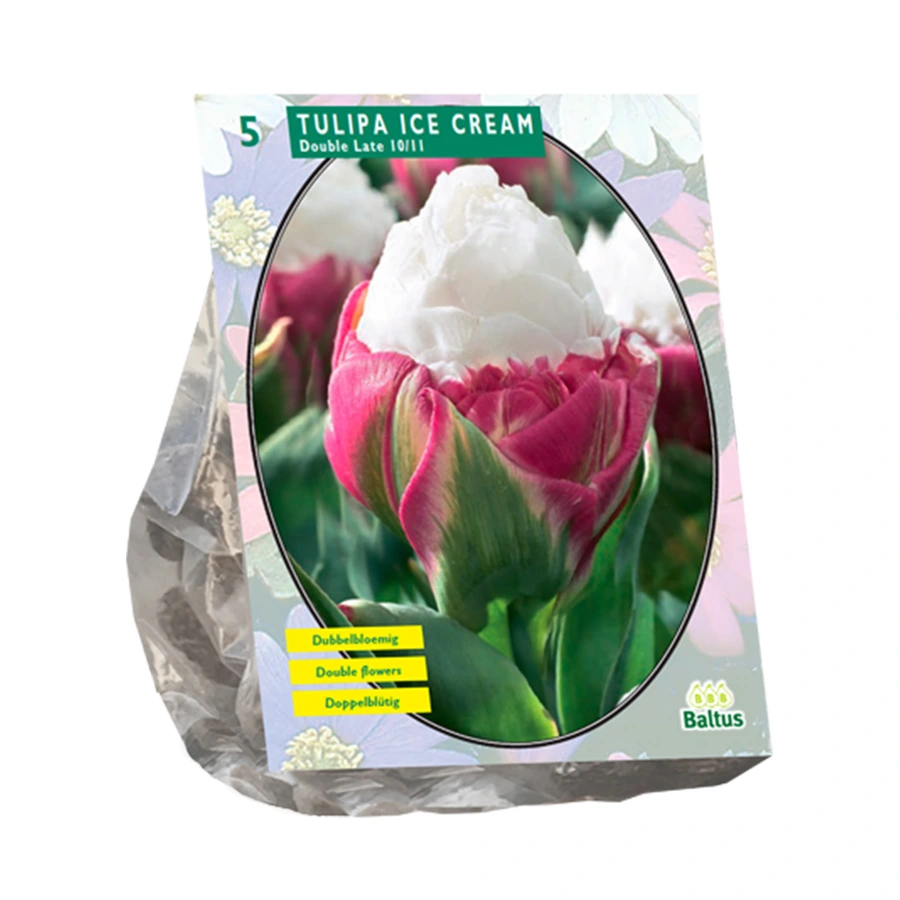 Baltus Tulipa Ice Cream - 5 st.