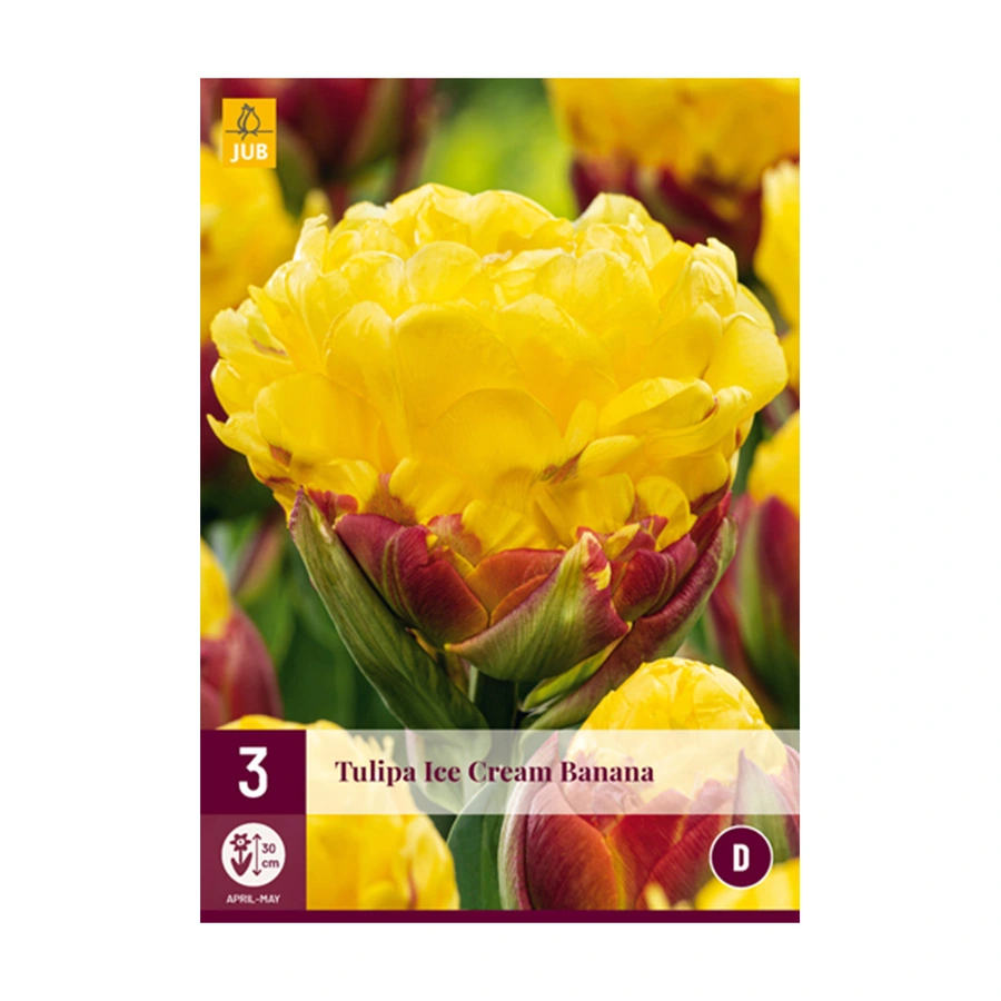 Tulipa Ice Cream Banana - 3 st.