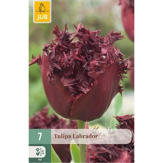 Tulipa Labrador 7 st. | de Boet
