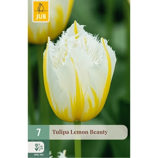 Tulipa Lemon Beauty 7 st. | de Boet