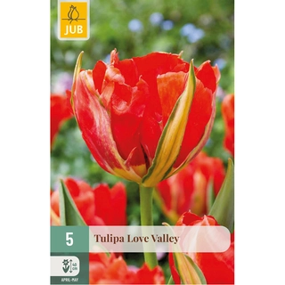 Tulipa Love Valley 5 st. | de Boet