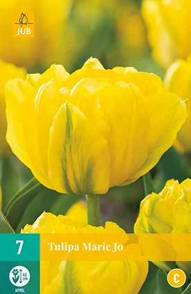 JUB Holland Tulipa Marie Jo - 7 st.