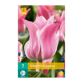 Tulipa Miss Elegance - 7 st.