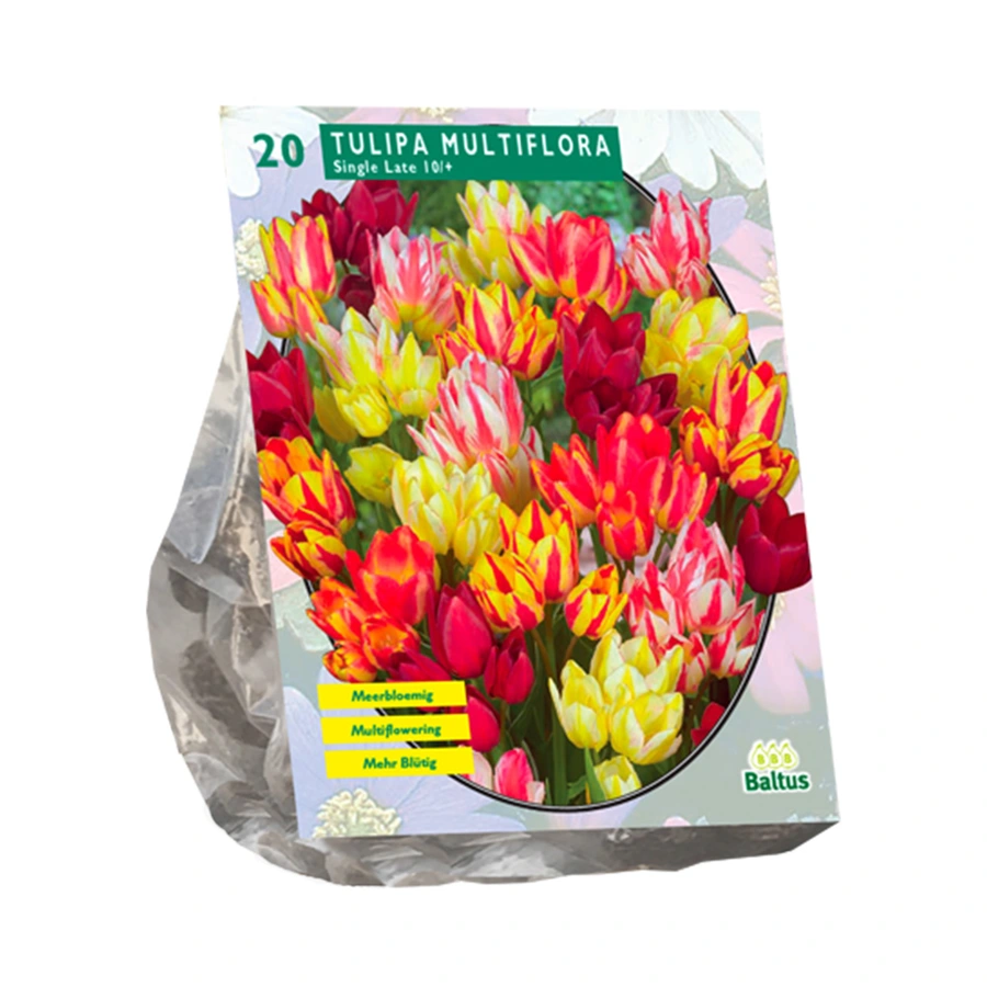 Baltus Tulipa Multiflora - 20 st.