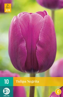 JUB Holland Tulipa Negrita - 10 st.