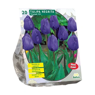 Baltus Tulipa Negrita Triumph - 20 st.