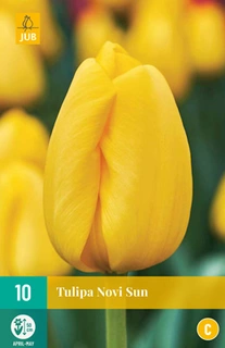 JUB Holland Tulipa Novi Sun - 10 st.