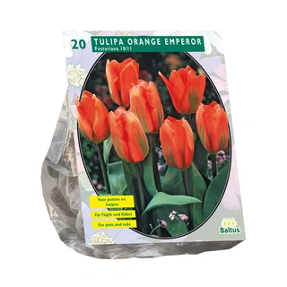 Baltus Tulipa Orange Emperor Fosteriana - 20 st.